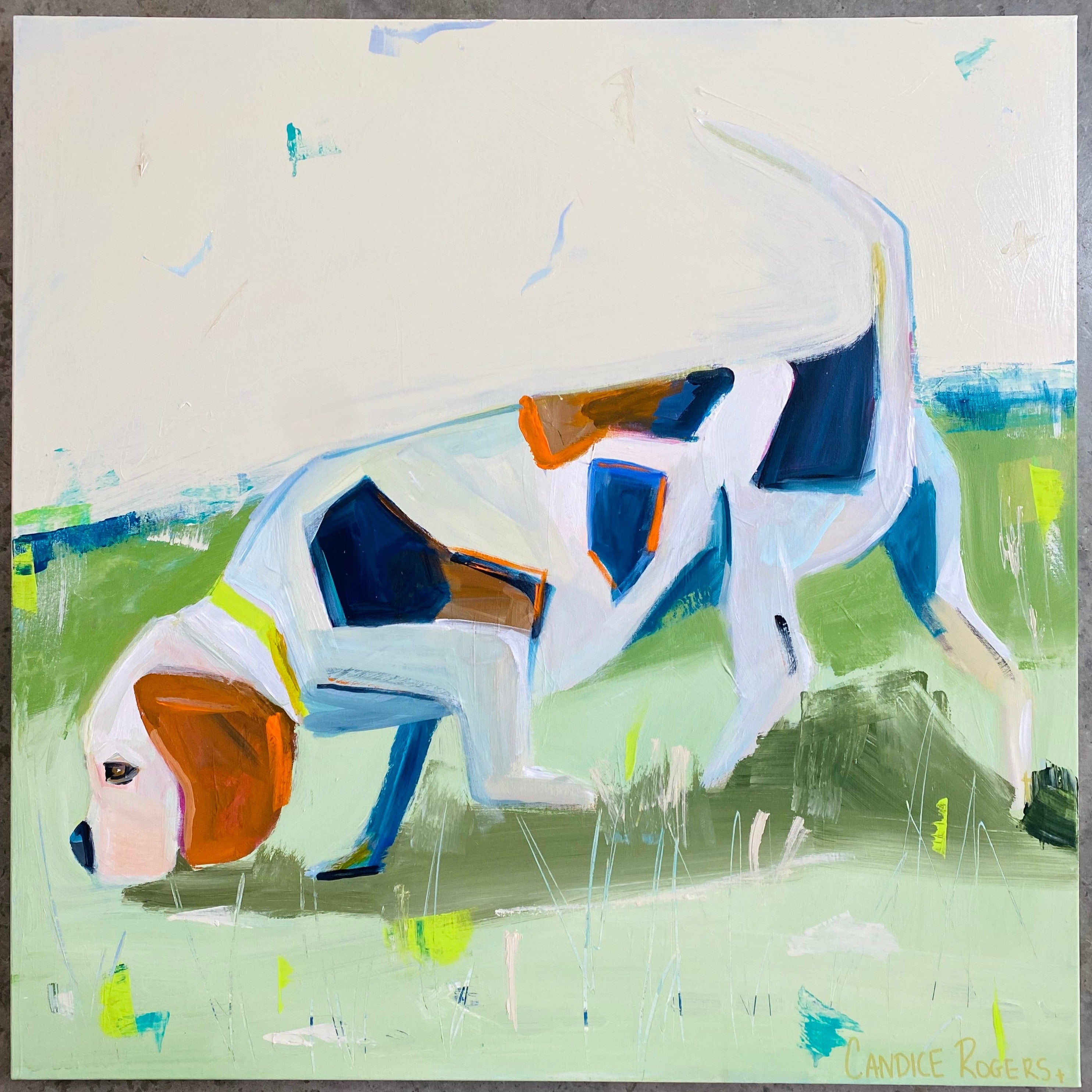 Beagle on the hunt